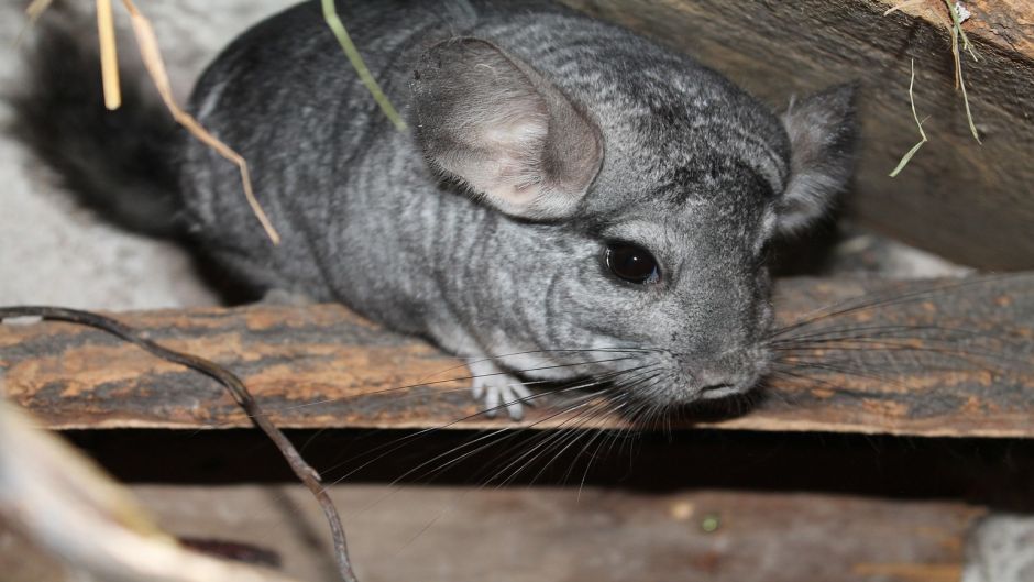 Chinchilla, Guia de Fauna. RutaChile.   - PERU