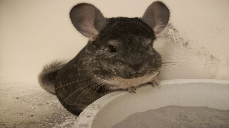 Chinchilla, Guia de Fauna. RutaChile.   - PERU