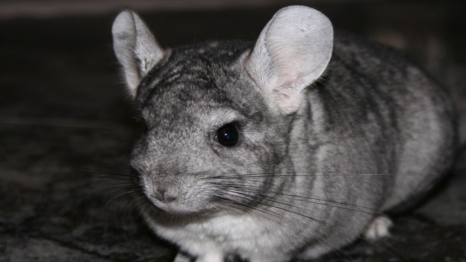 Chinchilla, Guia de Fauna. RutaChile.   - 