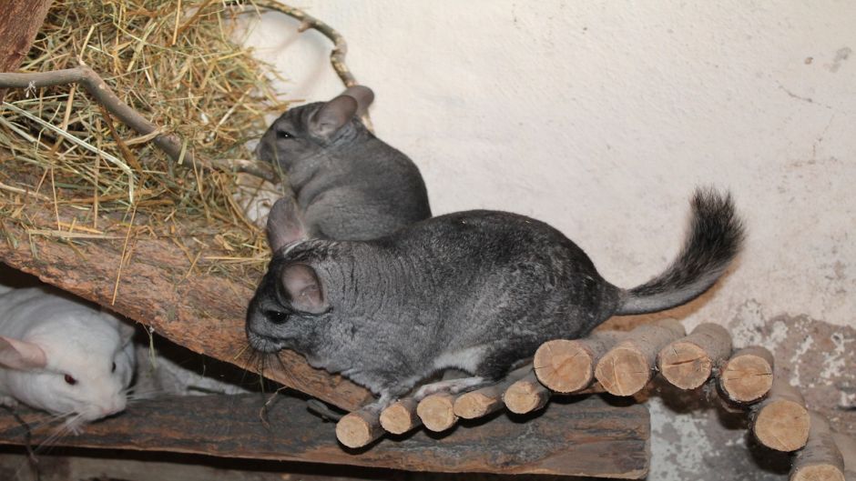 Chinchilla, Guia de Fauna. RutaChile.   - PERU