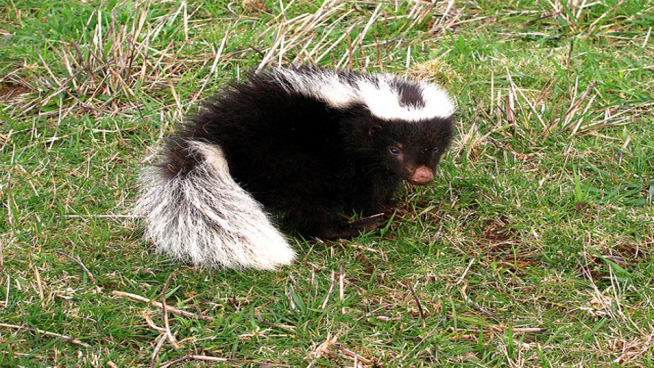 Skunk , Guia de Fauna. RutaChile.   - CHILE