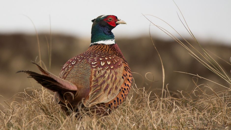 Information pheasant, pheasant Both as the California quail are the.   - Ukraine