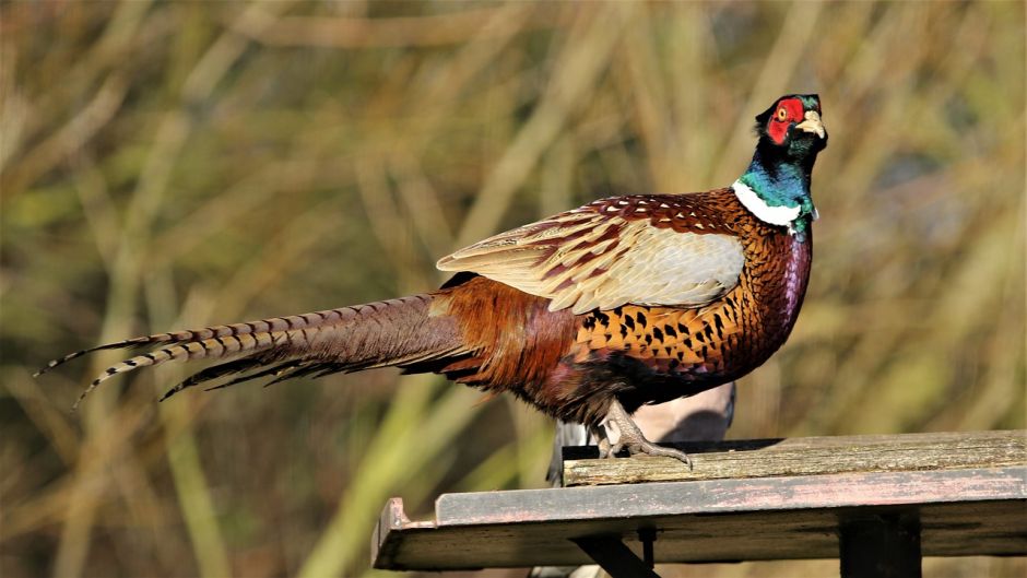 Information pheasant, pheasant Both as the California quail are the.   - 