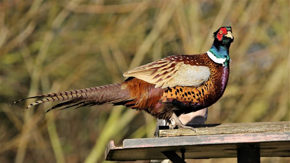 Information pheasant, pheasant Both as the California quail are the.   - Ireland