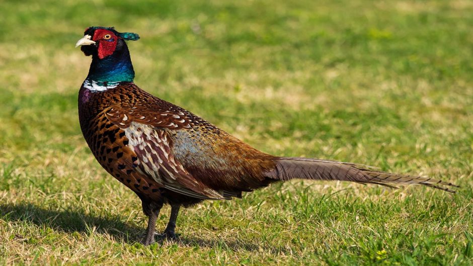 Information pheasant, pheasant Both as the California quail are the.   - Ireland