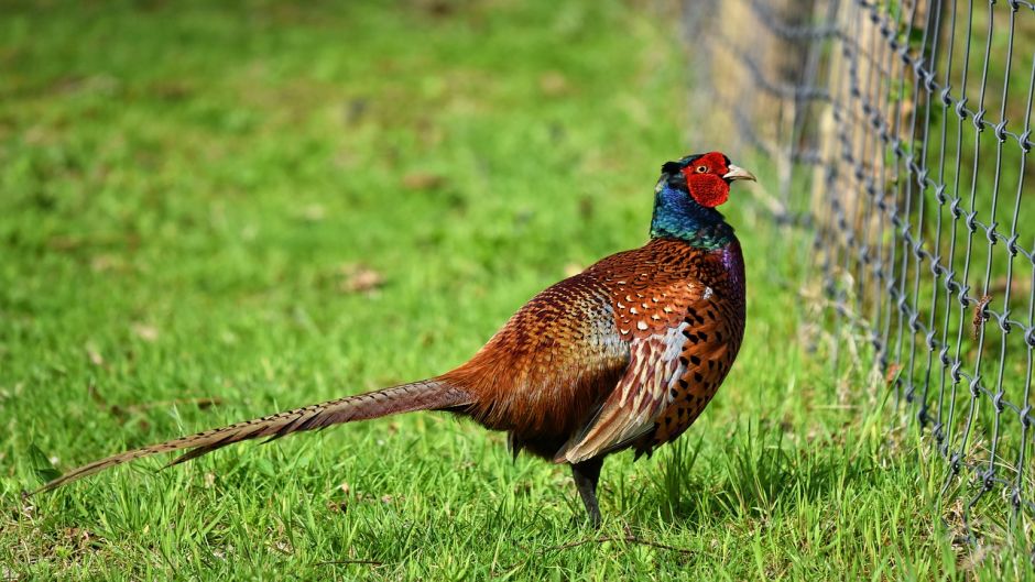 Information pheasant, pheasant Both as the California quail are the.   - Spain