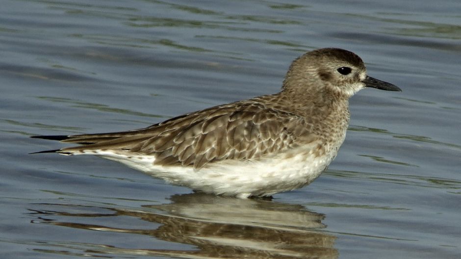 Information Plover Arctic, with black feathers on the neck, chest a.   - BELGIUM