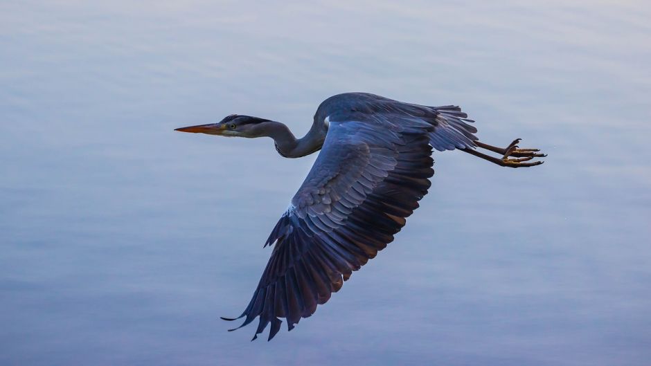 Information from the Blue Heron at Blue Heron (Egretta caerulea) in.   - EL SALVADOR