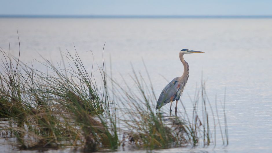 Information from the Blue Heron at Blue Heron (Egretta caerulea) in.   - 