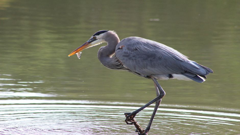 Information from the Blue Heron at Blue Heron (Egretta caerulea) in.   - EL SALVADOR