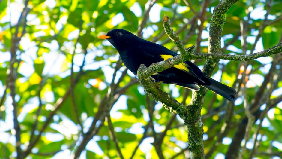 Black Cotinga (Tijuca atra) is a species of bird in the family Coti.   - BRAZIL