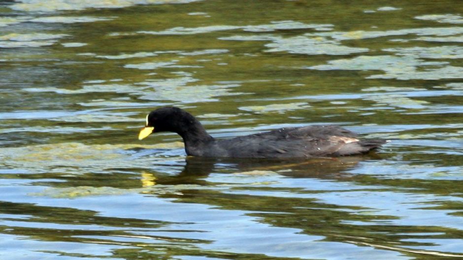 Information from the Tagua, present in almost all rivers and lakes .   - 