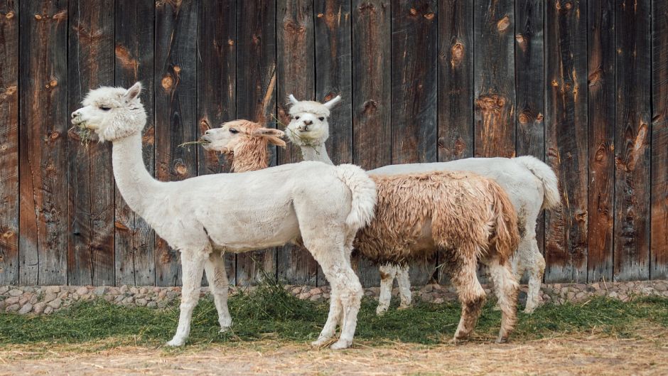 Alpaca, Guia de Fauna. RutaChile.   - BOLIVIA