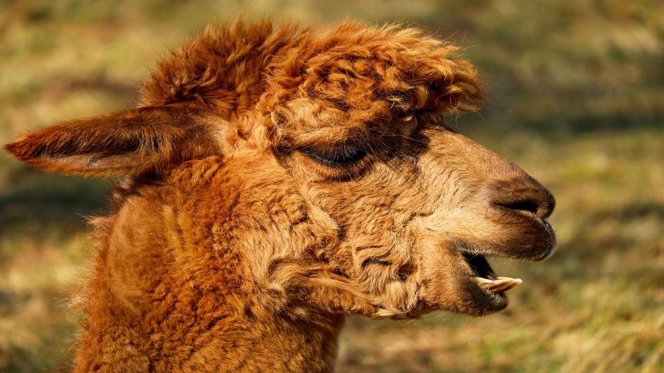 Alpaca, Guia de Fauna. RutaChile.   - PERU