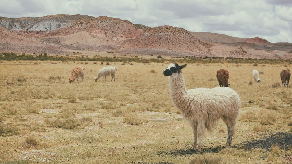 Alpaca, Guia de Fauna. RutaChile.   - BOLIVIA