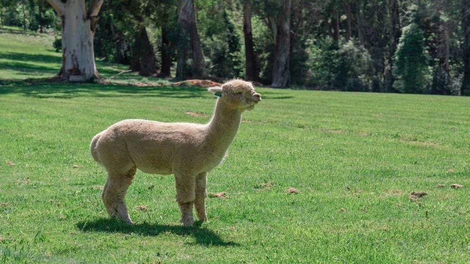 Alpaca, Guia de Fauna. RutaChile.   - CHILE