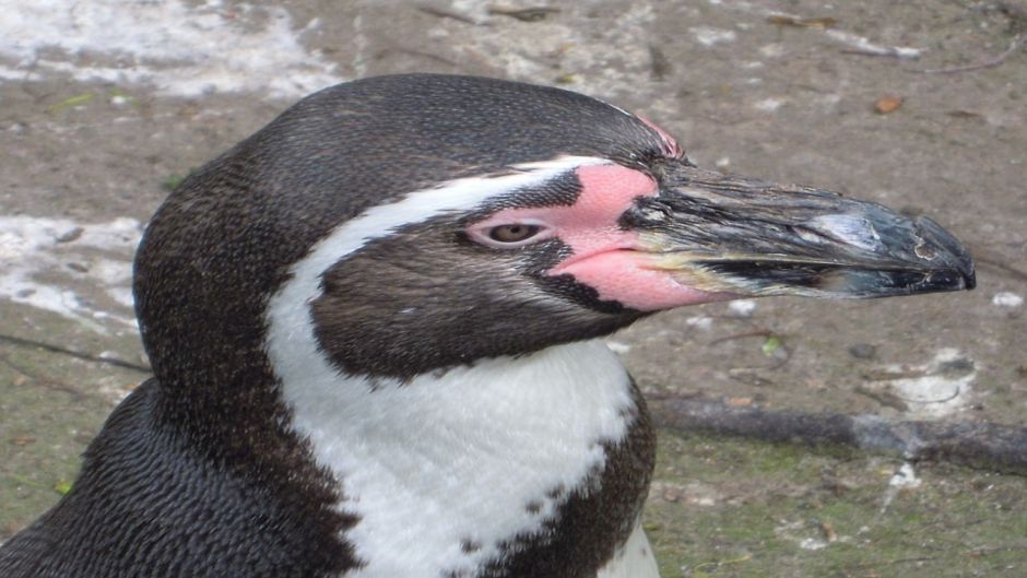 Humboldt penguin has black head and back neck. Anterior neck white..   - COLOMBIA