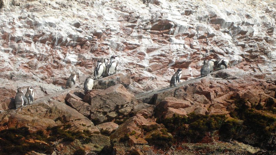 Humboldt penguin has black head and back neck. Anterior neck white..   - CHILE