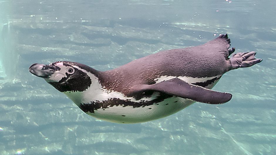 Humboldt penguin has black head and back neck. Anterior neck white..   - PERU