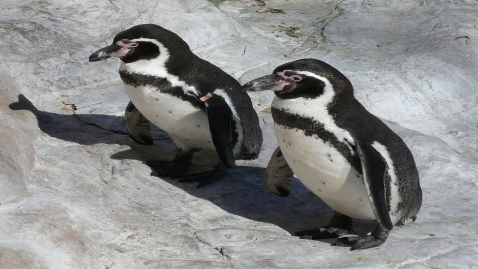 Humboldt penguin has black head and back neck. Anterior neck white..   - CHILE