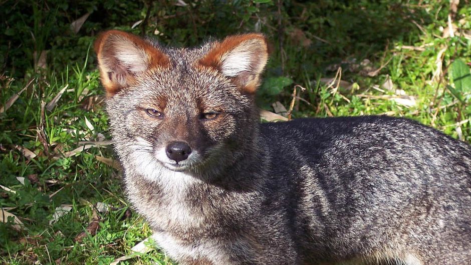 Chiloé Fox, Guia de Fauna. RutaChile.   - 