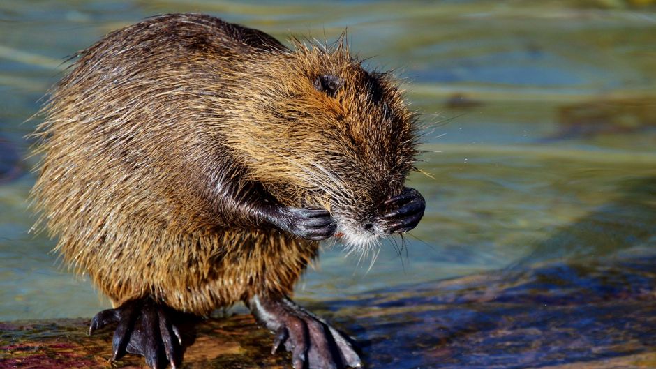 Coypu, Guia de Fauna. RutaChile.   - BRAZIL