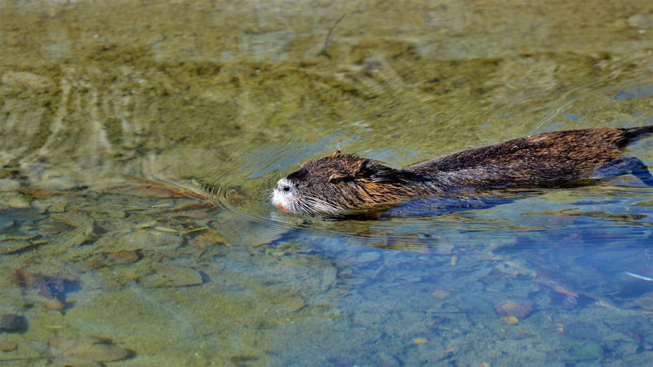 Coypu, Guia de Fauna. RutaChile.   - Uruguay