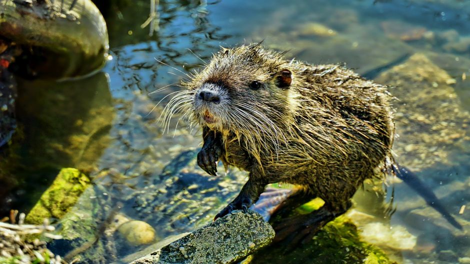 Coypu, Guia de Fauna. RutaChile.   - ARGENTINA