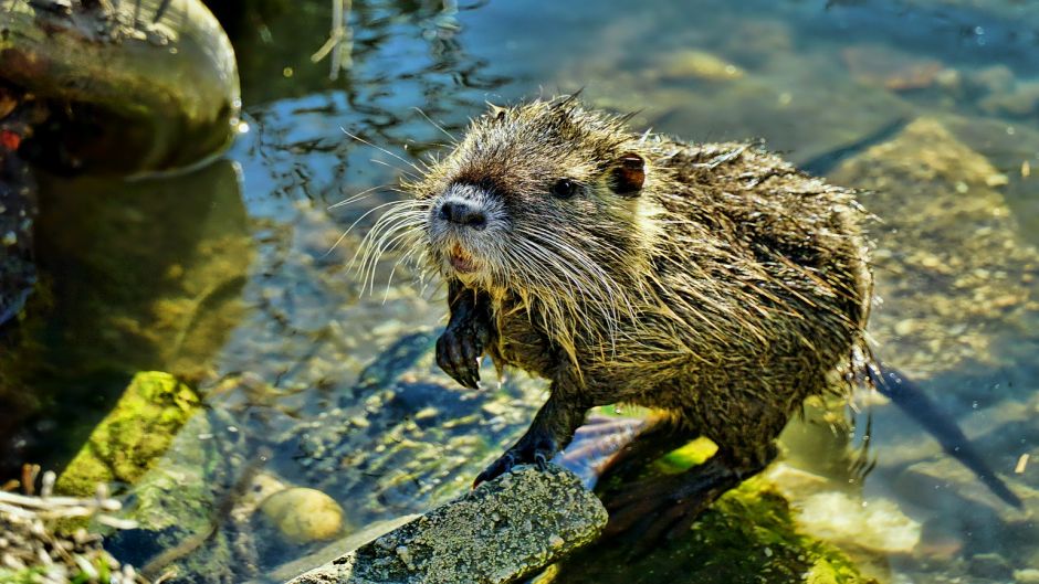 Coypu, Guia de Fauna. RutaChile.   - BRAZIL