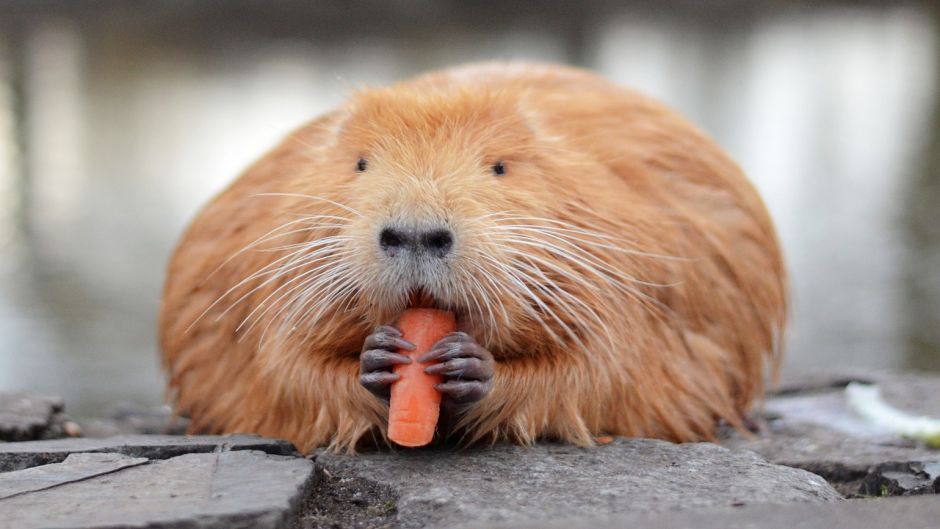 Coypu, Guia de Fauna. RutaChile.   - 