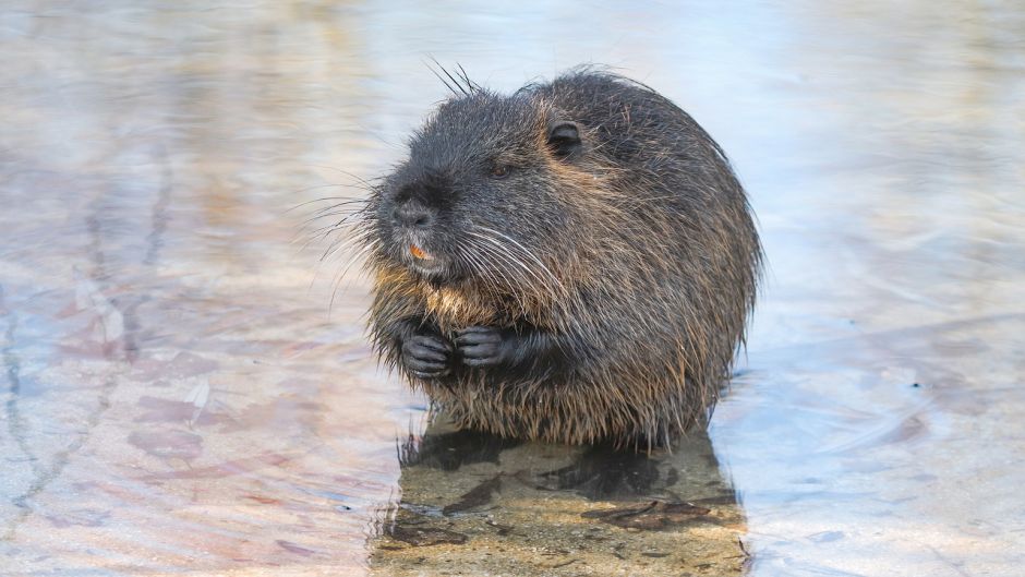 Coypu, Guia de Fauna. RutaChile.   - 