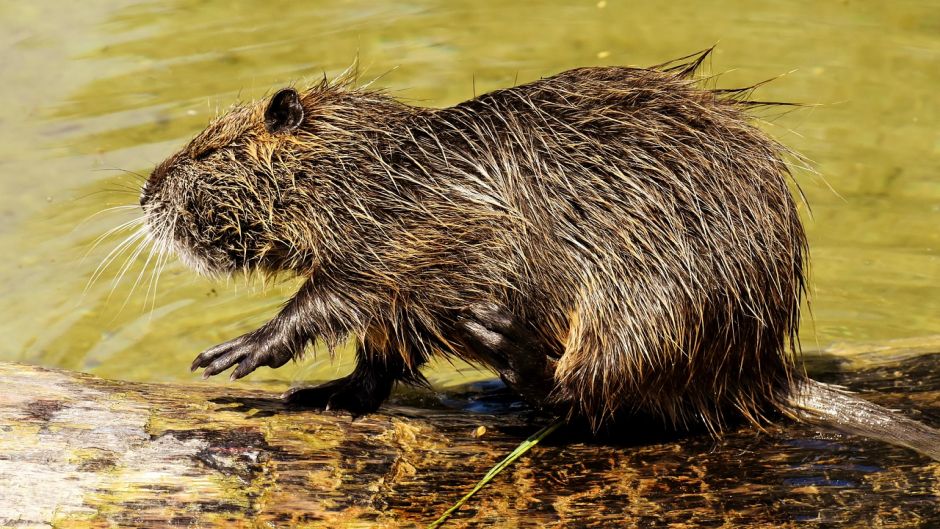 Coypu, Guia de Fauna. RutaChile.   - 