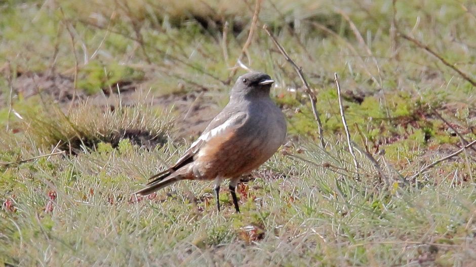 Flycatcher chocolate, Guia de Fauna. RutaChile.   - Uruguay