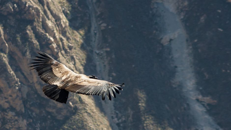 Condor, Guia de Fauna. RutaChile.   - CHILE