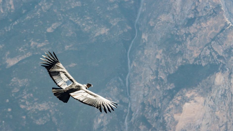 Condor, Guia de Fauna. RutaChile.   - PERU