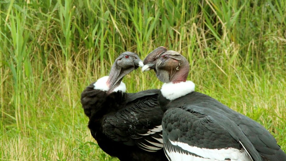 Condor, Guia de Fauna. RutaChile.   - CHILE