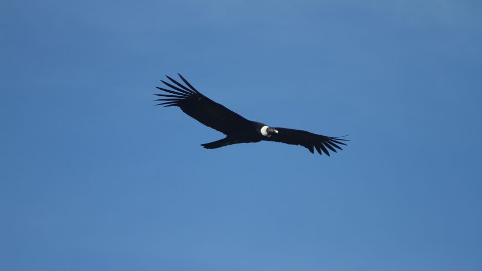Condor, Guia de Fauna. RutaChile.   - CHILE