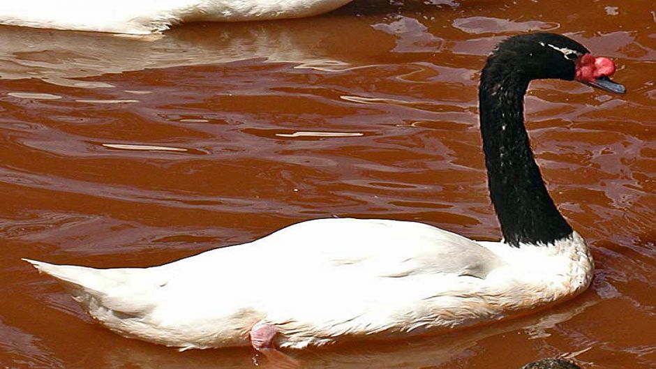 Black-necked Swan, Guia de Fauna. RutaChile.   - PERU