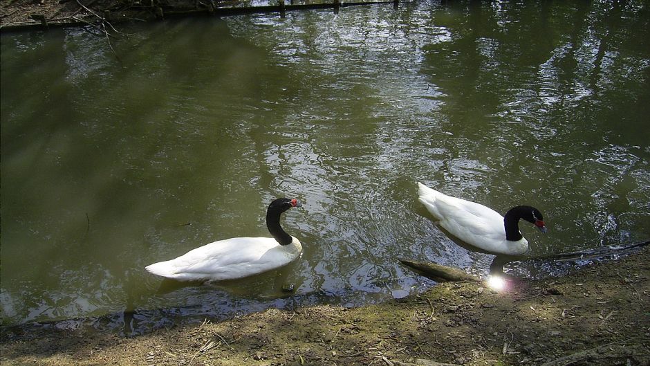 Black-necked Swan, Guia de Fauna. RutaChile.   - CHILE