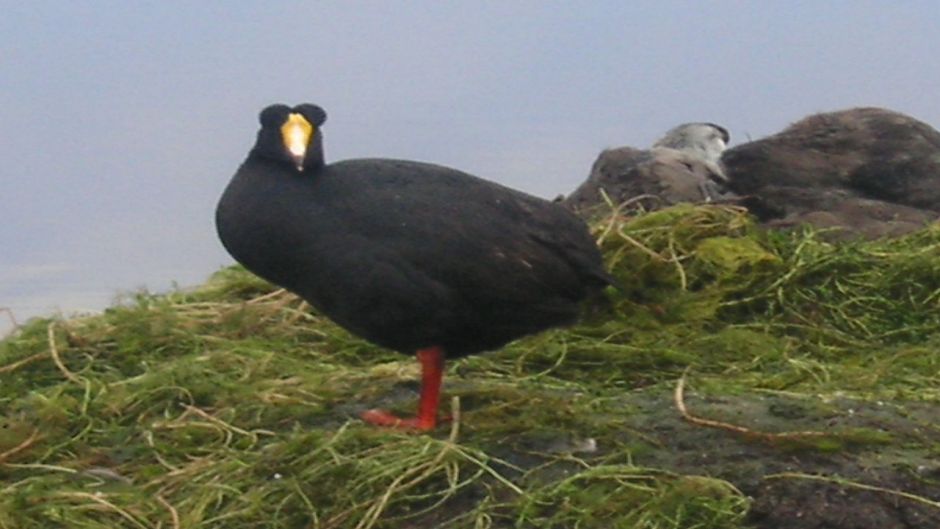 Giant Tagua, Guia de Fauna. RutaChile.   - ARGENTINA