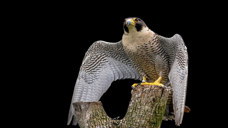 Austral Peregrine Falcon, Guia de Fauna. RutaChile.   - 