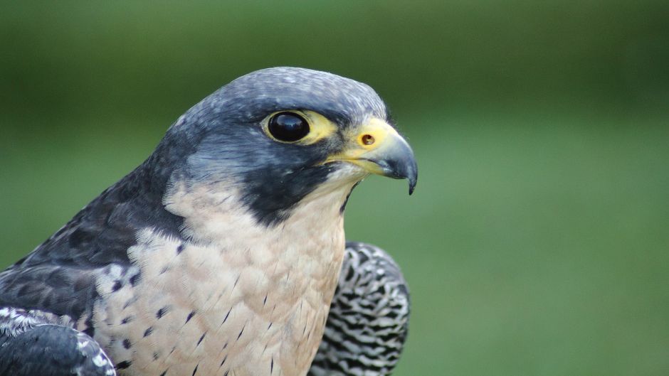 Austral Peregrine Falcon, Guia de Fauna. RutaChile.   - 