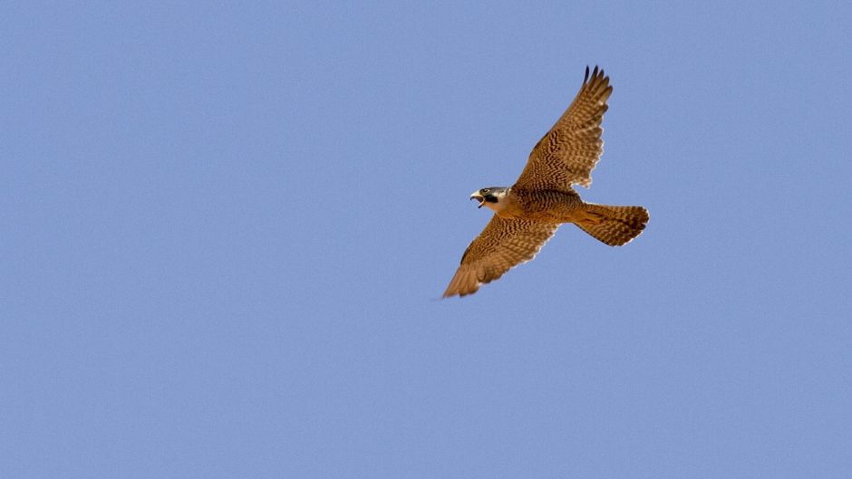 Austral Peregrine Falcon, Guia de Fauna. RutaChile.   - ECUADOR