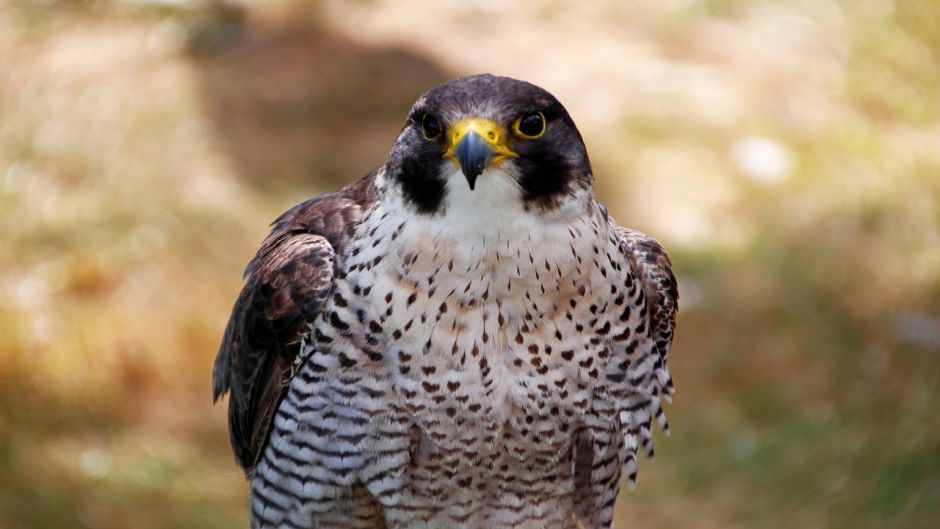 Austral Peregrine Falcon, Guia de Fauna. RutaChile.   - 