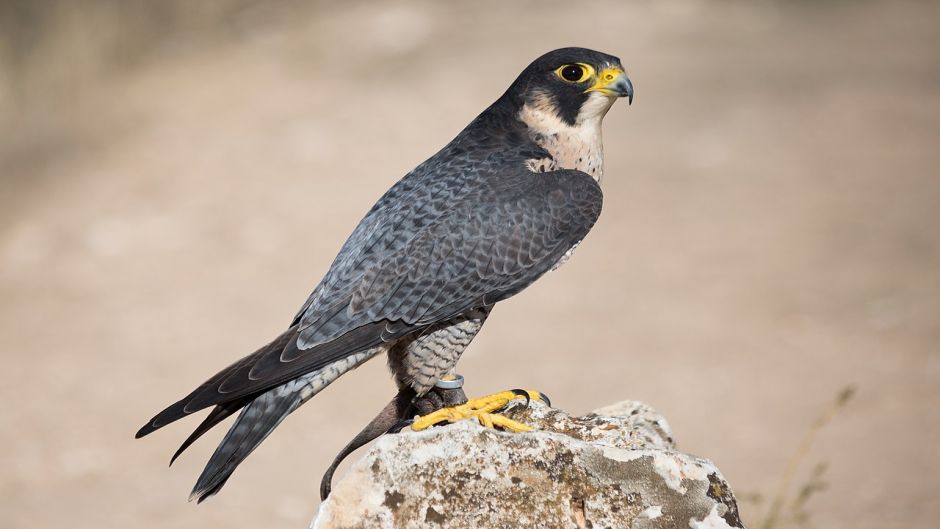 Austral Peregrine Falcon, Guia de Fauna. RutaChile.   - ECUADOR