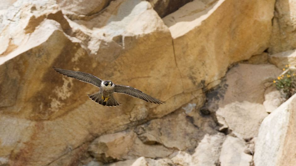 Austral Peregrine Falcon, Guia de Fauna. RutaChile.   - 