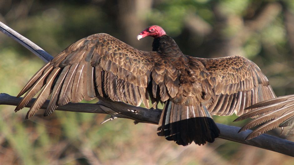 Vulture red-head, Guia de Fauna. RutaChile.   - BOLIVIA