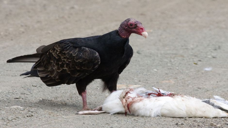 Vulture red-head, Guia de Fauna. RutaChile.   - 