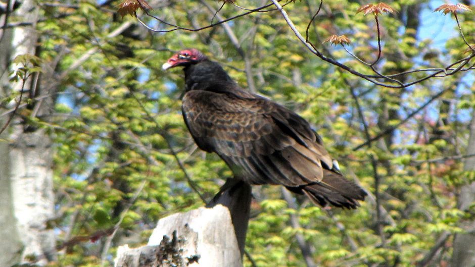 Vulture red-head, Guia de Fauna. RutaChile.   - 