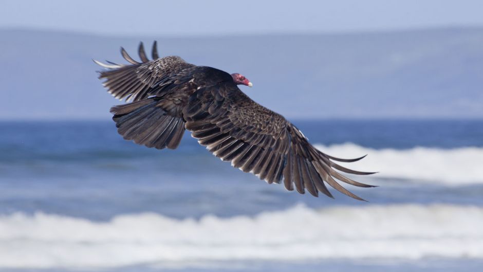 Vulture red-head, Guia de Fauna. RutaChile.   - 